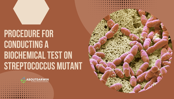 Procedure for Conducting a Biochemical Test on Streptococcus Mutant