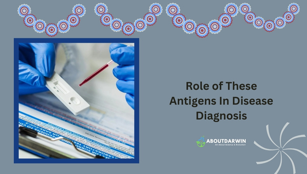Role of O Antigen and H Antigen in Disease Diagnosis: O Antigen and H Antigen