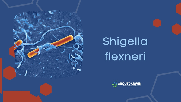 Definition of Shigella flexneri