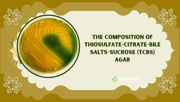 The Composition of Thiosulfate-Citrate-Bile Salts-Sucrose (TCBS) Agar