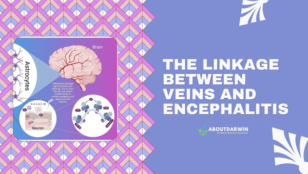 The Linkage Between Veins and Encephalitis