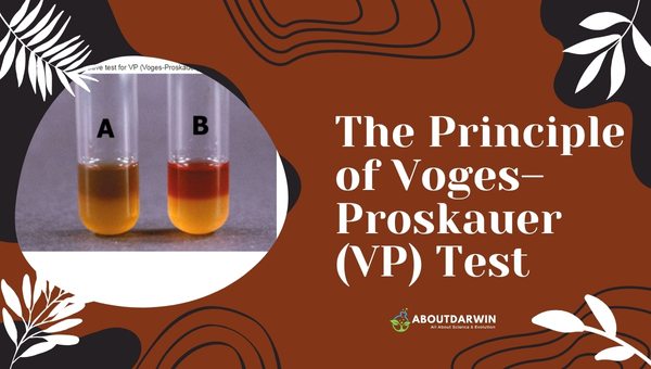 The Principle of Voges–Proskauer (VP) Test