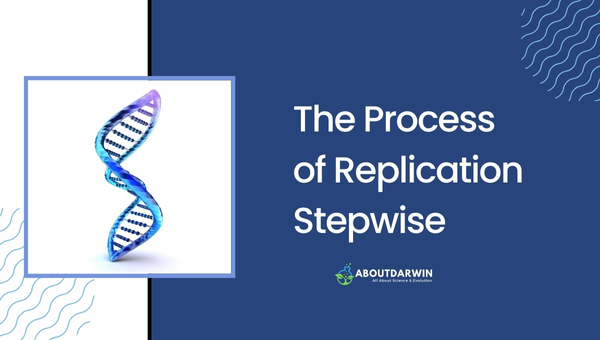 Differences Between Replication and Transcription: The Process of Replication Stepwise