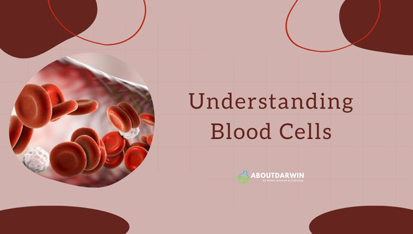 Understanding Blood Cells