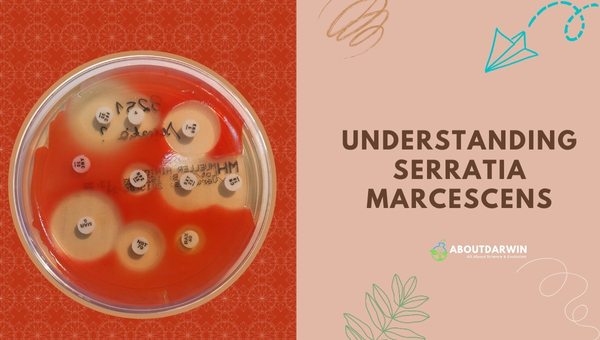 Understanding Serratia Marcescens