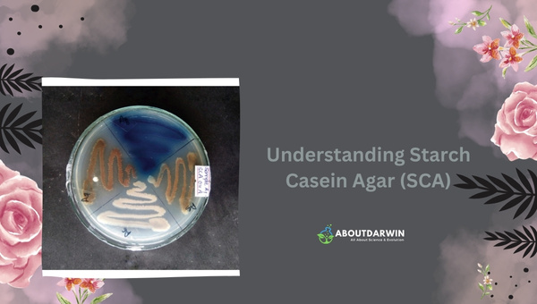 Understanding Starch Casein Agar (SCA)