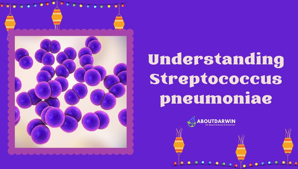 Understanding Streptococcus Pneumoniae