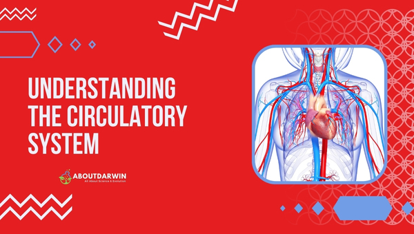 Arteries and Veins: Understanding the Circulatory System