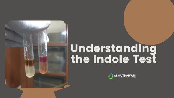 Understanding the Indole Test