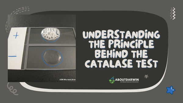 Understanding the Principle behind the Catalase Test