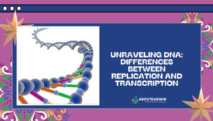 Differences Between Replication and Transcription