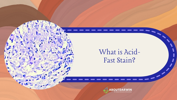 What is an Acid-Fast Stain?