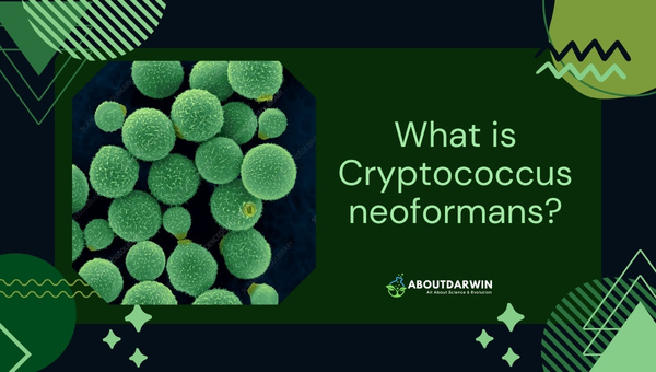 What is Cryptococcus neoformans?
