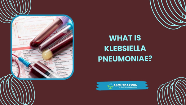 What is Klebsiella pneumoniae?