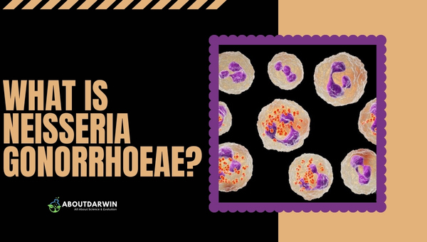 What is Neisseria gonorrhoeae?