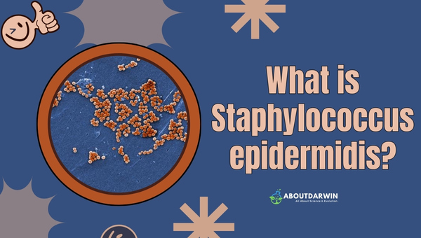 What is Staphylococcus epidermidis?