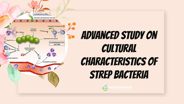 Advanced Study on Cultural Characteristics Of Strep Bacteria