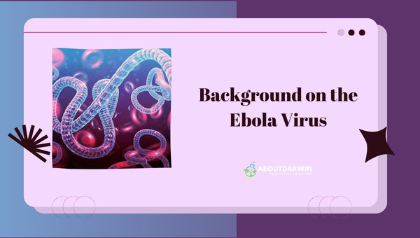 Background on the Ebola Virus: How the Ebola Virus Replicates?
