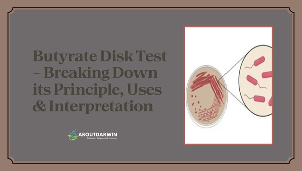 Butyrate Disk Test - Breaking Down its Uses & Interpretation