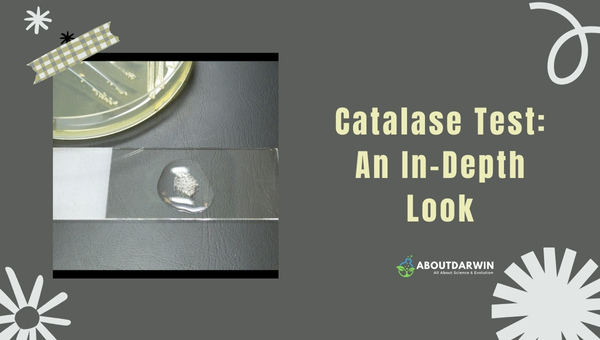 Catalase Test: An In-Depth Look