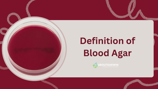 Definition of Blood Agar
