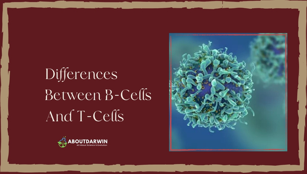 Differences Between B-Cells And T-Cells