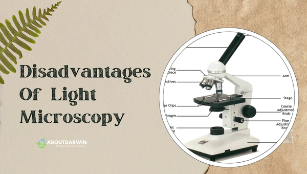 Disadvantages Of Light Microscopy