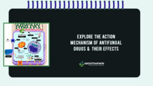 Explore the Action Mechanism of Antifungal Drugs & Effects