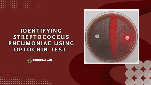 Identifying Streptococcus pneumoniae Using Optochin Test