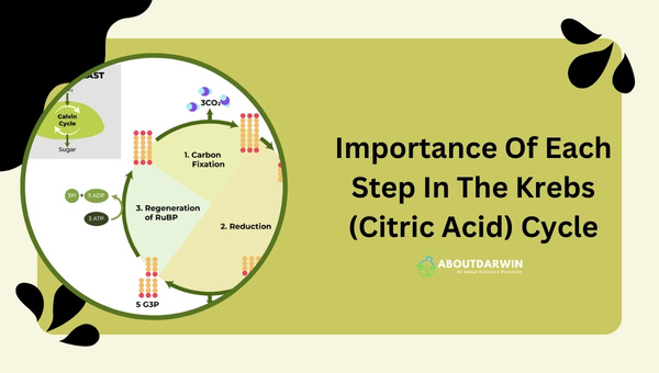 Importance Of Each Step In The Krebs (Citric Acid) Cycle