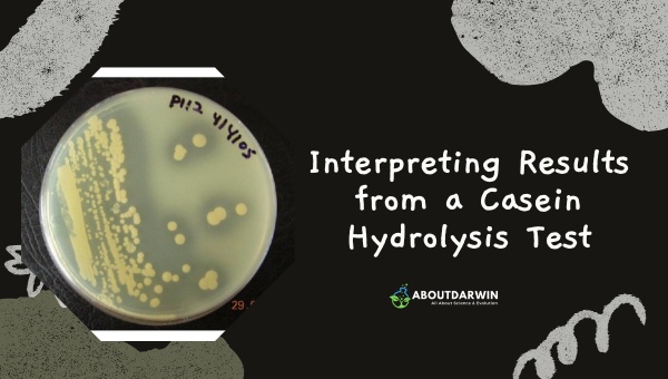 Interpreting Results from a Casein Hydrolysis Test
