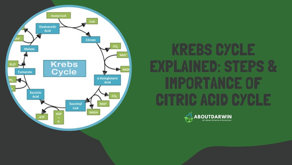 Krebs Cycle Explained: Steps & Importance of Citric Acid Cycle