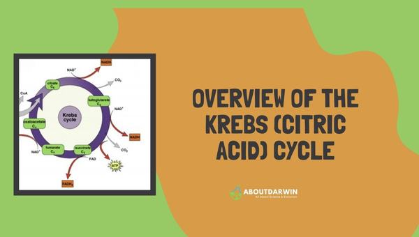 Overview of the Krebs (Citric Acid) Cycle