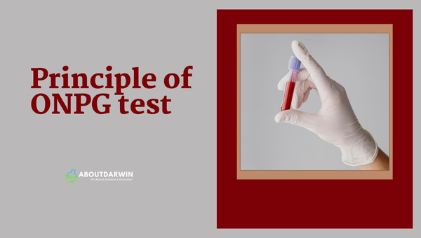 Principle of ONPG test