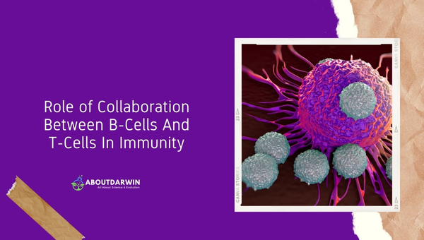 Role of Collaboration Between B-Cells And T-Cells In Immunity