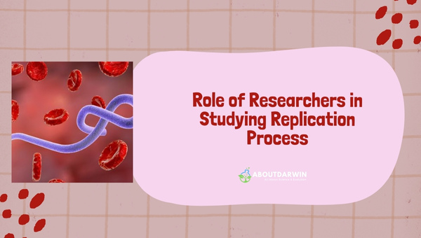 Role of Researchers in Studying Replication Process: How the Ebola Virus Replicates?