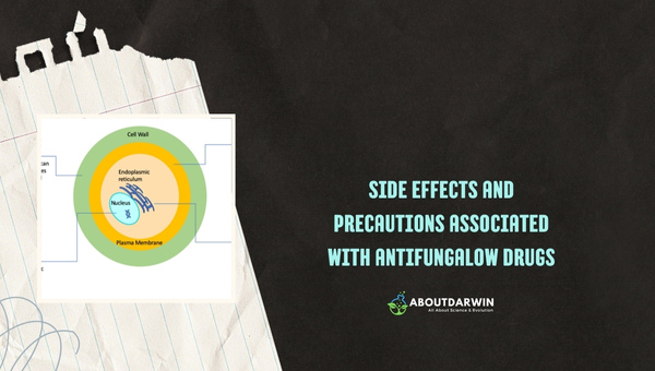 Side Effects and Precautions Associated with Antifungalow Drugs