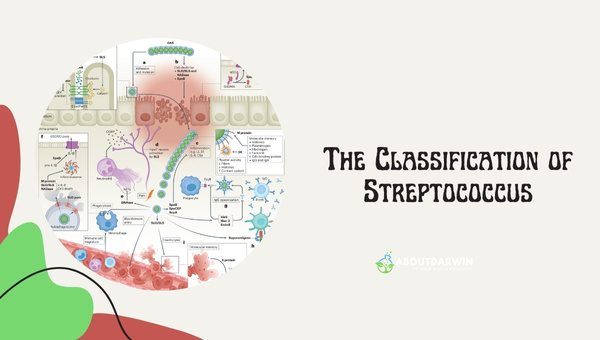 The Classification of Streptococcus