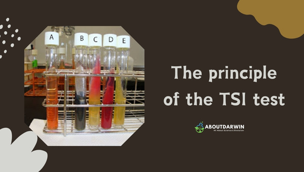 The principle of the TSI Test