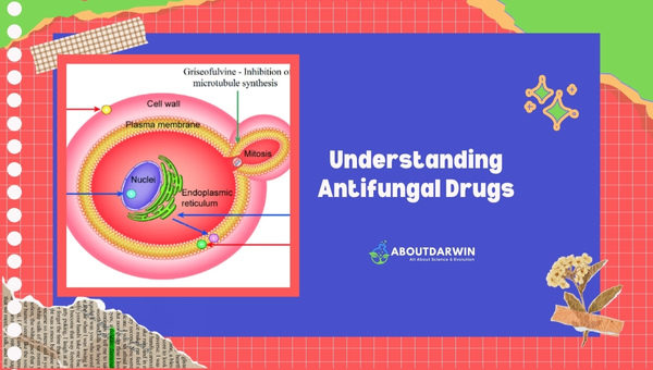 Understanding Antifungal Drugs