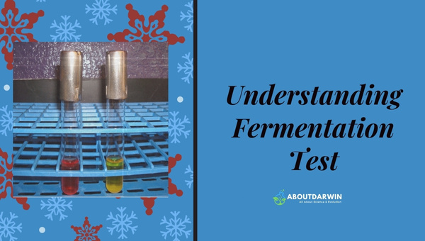 Understanding Fermentation Test
