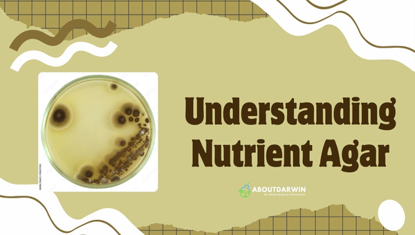 Understanding Nutrient Agar