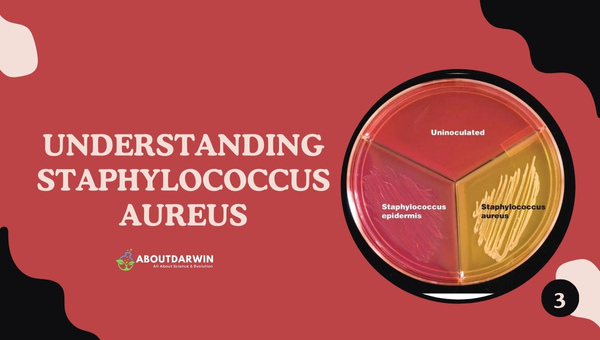 Understanding Staphylococcus aureus