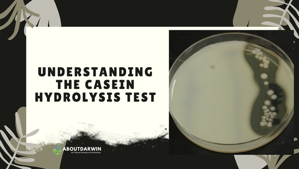 Understanding the Casein Hydrolysis Test