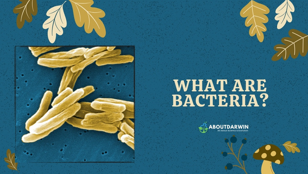 What are Bacteria?