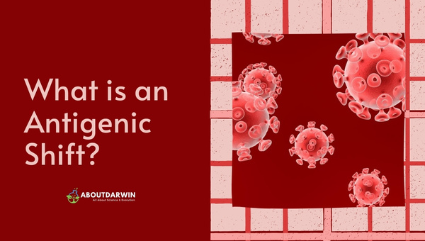 What is an Antigenic Shift?