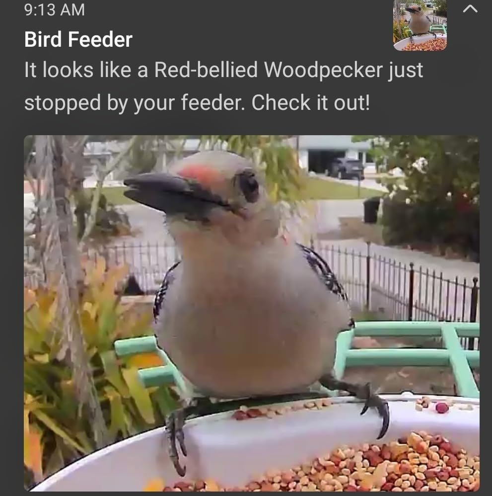 Fazoxo Bird Feeder with Camera,Birds House Camera,Solar Powered,AI Bird ID | Auto records FHD videos of birds in your backyard,Instant Notifications, Ideal gift for family and bird lovers,Navy Blue customer photo 2