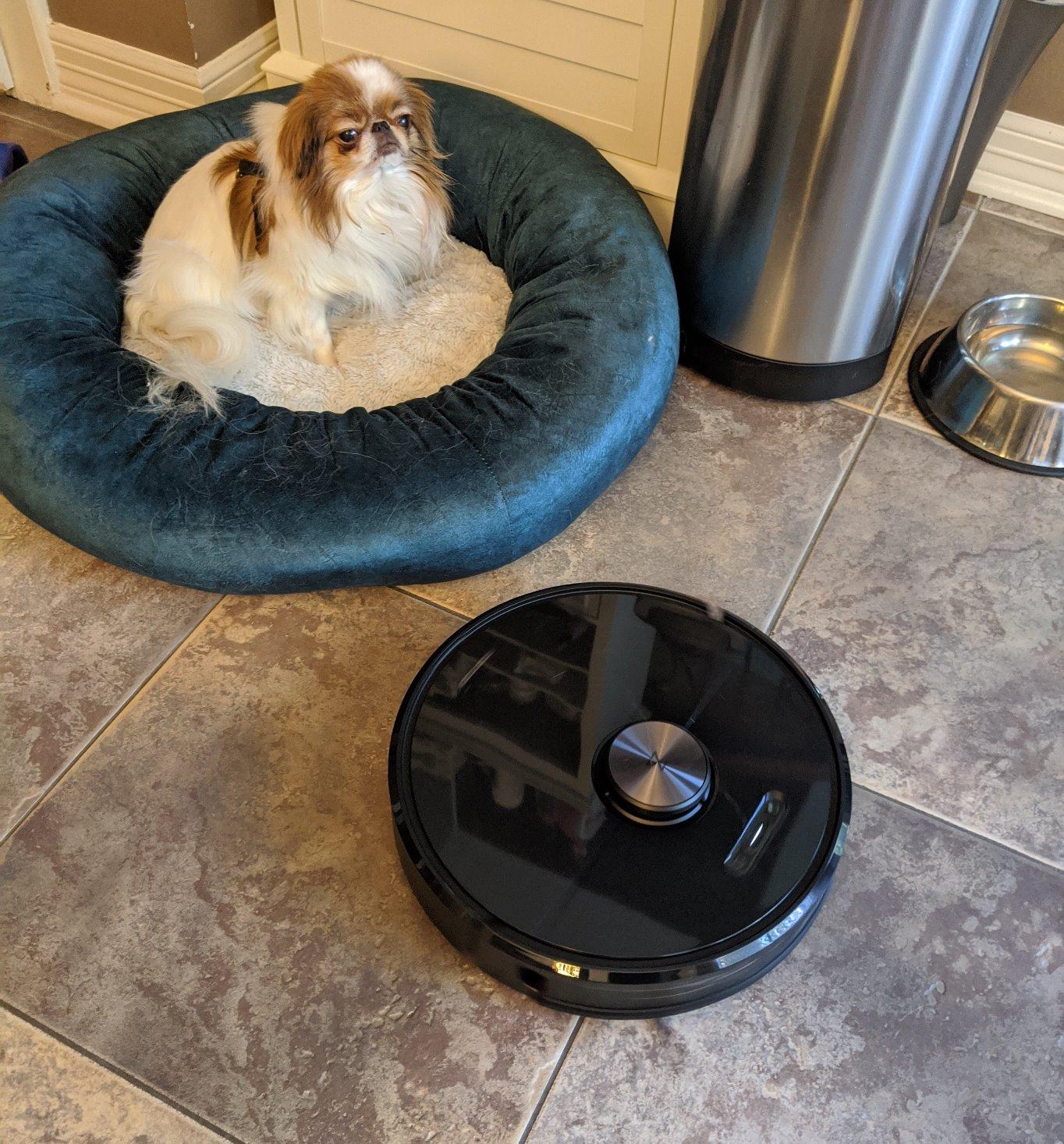 Roborock Q10 S5+ Robot Vacuum and Mop, 10,000Pa Suction, Upgraded from Q8 max+, 70 Days Self-Emptying, Obstacle Avoidance, Sonic Mopping, Dual Anti-Tangle Design, Auto Mop Lifting, Black customer photo 1