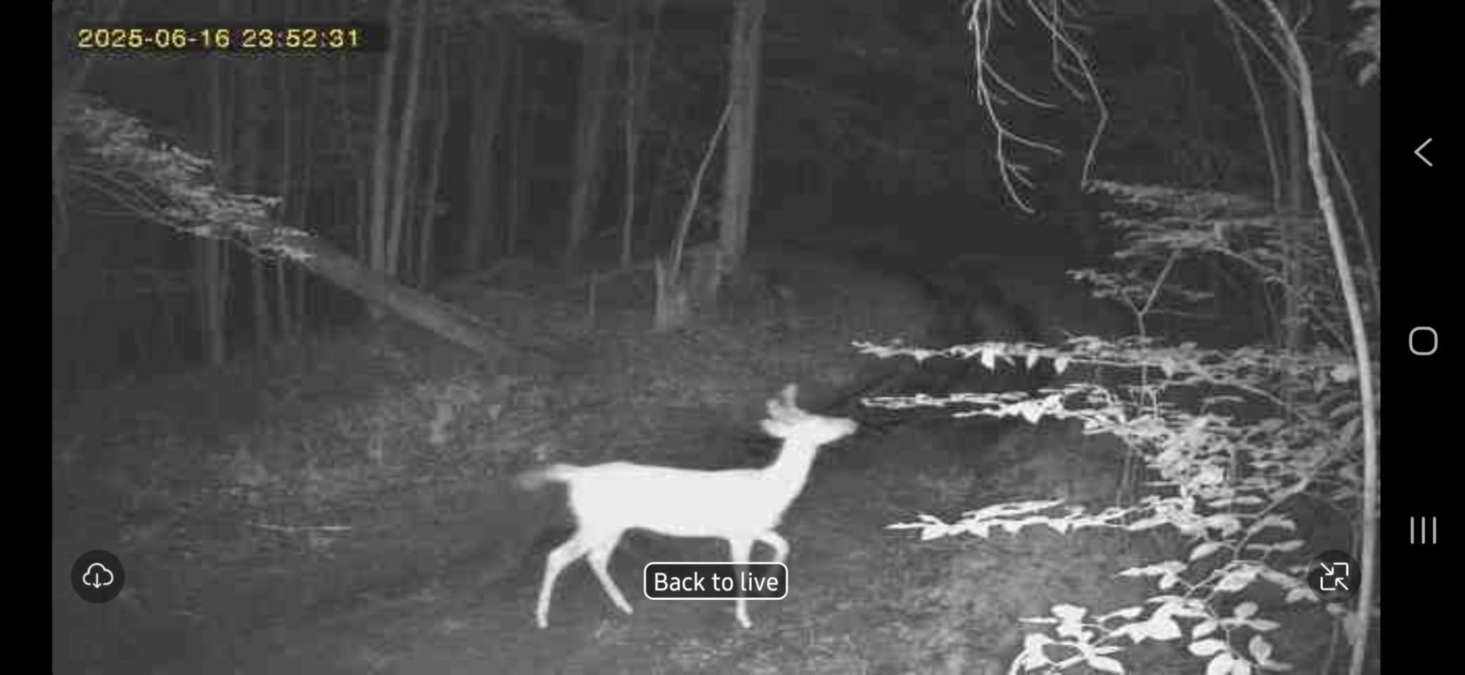 Loatos Trail Camera, Cellular Trail Camera with AI Animal Detection, Game Camera Built-in SIM Card 4G Unlimited Data Plan 2K Live View Game Cameras with Night Vision Motion Activated Waterproof IP66 customer photo 2