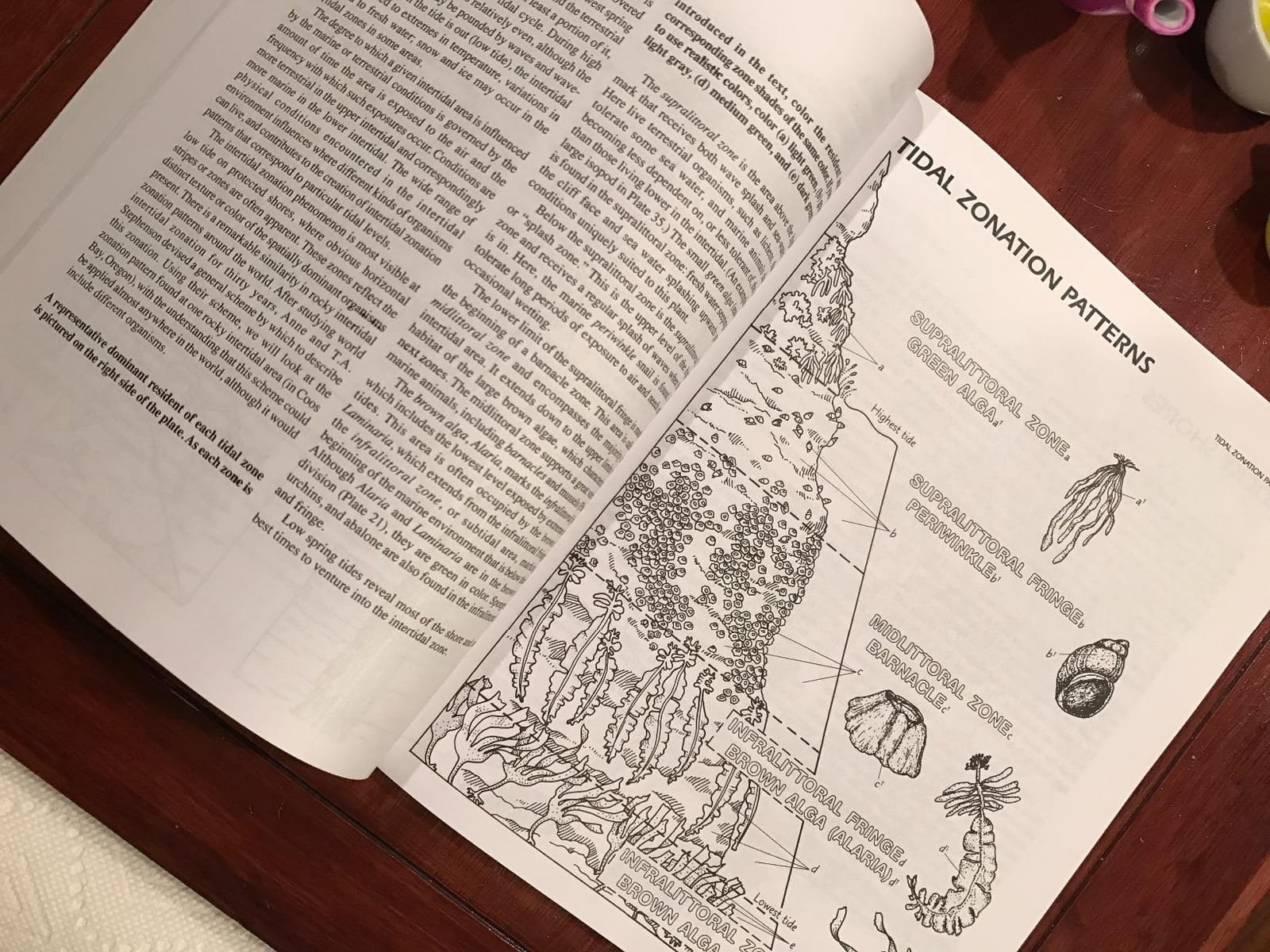 The Marine Biology Coloring Book, Second Edition customer photo 1